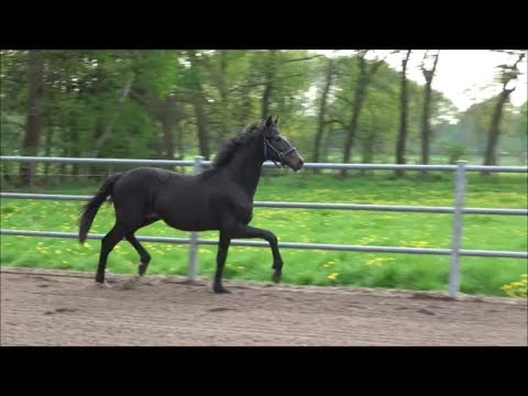 *2018 Hengst von Zoom - Diamo Gold