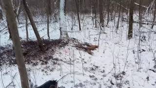 Как поймать лису в капкан на приманку зимой