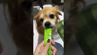 Download lagu 🥣🐾 Which Puppy Would Happily Eat Another Bowl? mp3