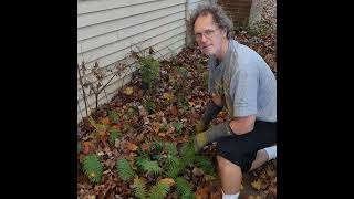 GardenDC Podcast Episode 219: Native Ferns