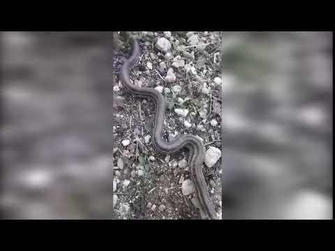 Ora News - E frikshme/ Gjarpëri 2.5 metra sulmon familjen në Libohovë, vritet me lopatë