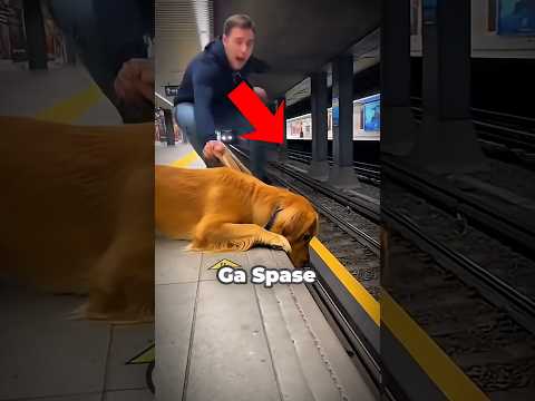 Ovaj covek je spasio svog psa 😱 #shorts #fyp #vidiovo