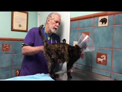 SOLANGE NEEDS HER LEG AMPUTATED❗️MEDICAL FUNDS NEEDED❗️