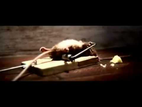 Une publicité très drôle pour un piège à souris au fromage ! !!