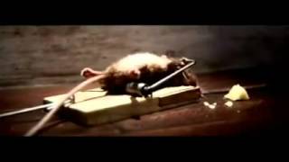 Une publicité très drôle pour un piège à souris au fromage ! !!