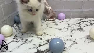 ラグドールの動画01