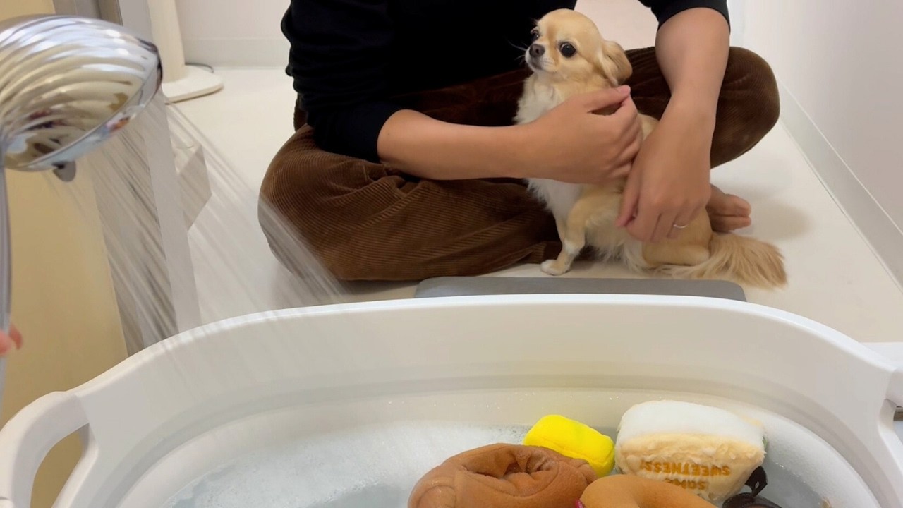 【お風呂】おもちゃの次は自分の番だと気づいてしまったチワワ