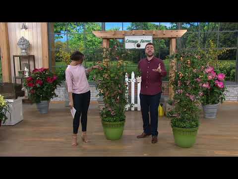 download lagu mp3 mp4 Peaches And Cream Honeysuckle, download lagu Peaches And Cream Honeysuckle gratis, unduh video klip Peaches And Cream Honeysuckle