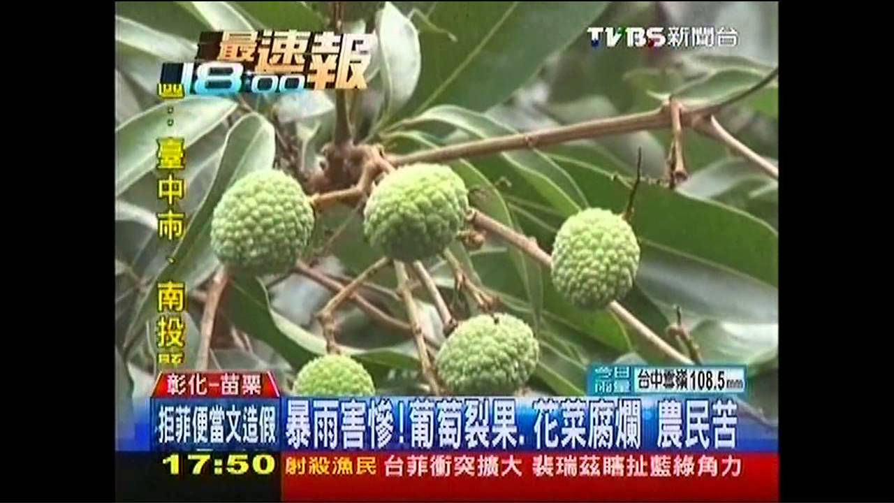 暴雨害慘!葡萄裂果、花菜腐爛 農民苦