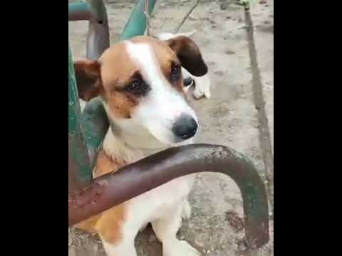 𝑮𝑶𝑩𝑬𝑹𝑵𝑨𝑪𝑰Ó𝑵 𝑳𝑰𝑫𝑬𝑹𝑨 𝑷𝑹𝑶𝑮𝑹𝑨𝑴𝑨 𝑫𝑬 𝑩𝑰𝑬𝑵𝑬𝑺𝑻𝑨𝑹 𝑨𝑵𝑰𝑴𝑨𝑳 𝑬𝑵 𝑶𝑪𝑨𝑴𝑶𝑵𝑻𝑬