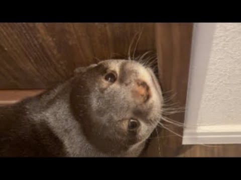 youtube-動物記事1970/01/01 09:00:00