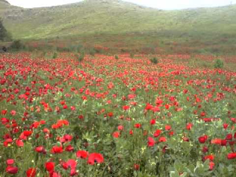 کیستم من؟ با کلام لیدا قائم مقامی