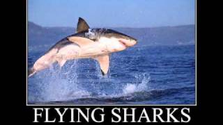 In the belly of a shark-Gallows(lyrics)