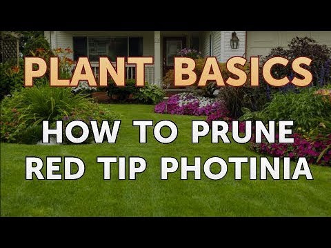 How to Dry an Overwatered Plant