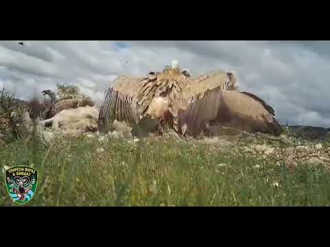 Σπάνιες εικόνες από το «μεσημεριανό» γεύμα γυπών στην Κύπρο