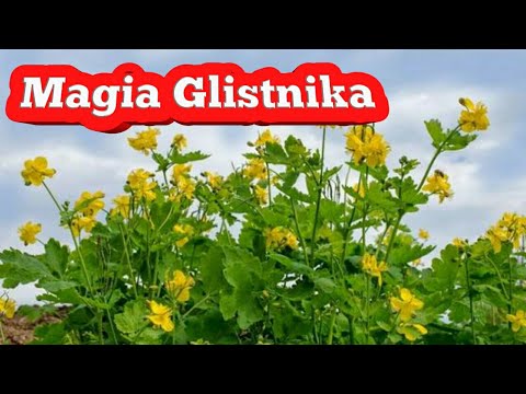 Który stworzył maski żelatyny opinii włosów Witaminy dla kobiet wzmocnienia włosów