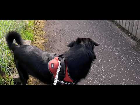 Darko cautand ''comori'' in zona unde locuim