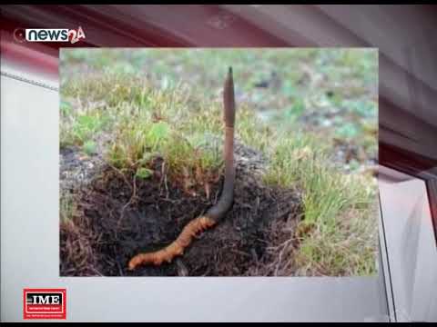 डोल्पामा यार्सागुम्बा संकलन गर्न गएका तीन जनाको लेक लागेर मृत्यु - NEWS24 TV