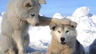 Little Drummer Boy: Petra Haden & Barre (Skills) Duryea