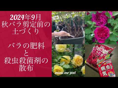 ノーブルローズ「セントラッシュ」 植物