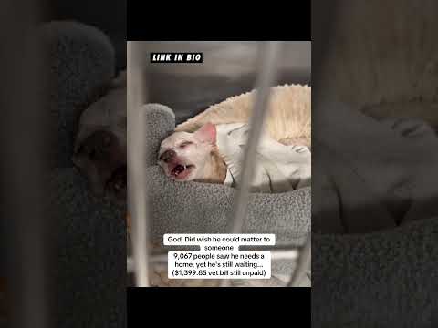 Can you help our rescue dogs⁉️🥺Link in our bio🫶 #amazon #rescuedog #chihuahua #shelter #florida