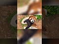 Hand over the fruit, or I'll be angry. 😤😤😤#fy #fyp #trending #cute #redpanda #funny