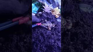  Amphibians Videos