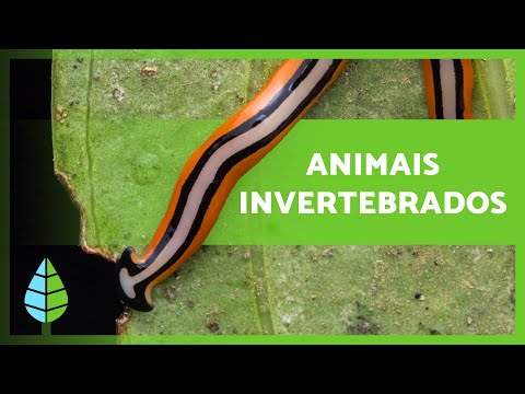 ANIMAIS INVERTEBRADOS 🐙🐛 (Características, Classificação e Exemplos)