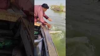 Today again, the memorable big catfish hunt in river lucky for me #fishweek #fishing #fish