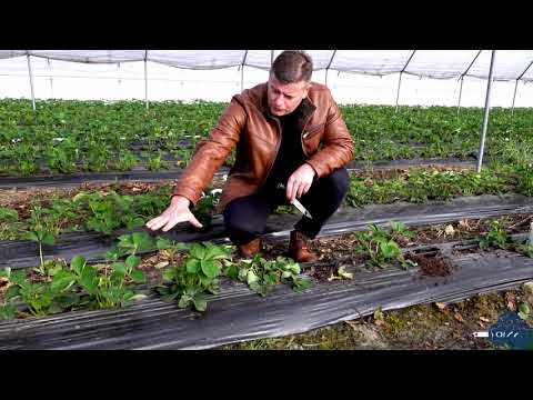 Problem na plantacji truskawek z systemem korzeniowym, co może być przyczyną?