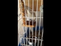 Nico,White chipmunk 