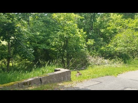 Red tailed hawk catches prey while in meditation , Hawk catches groundhog