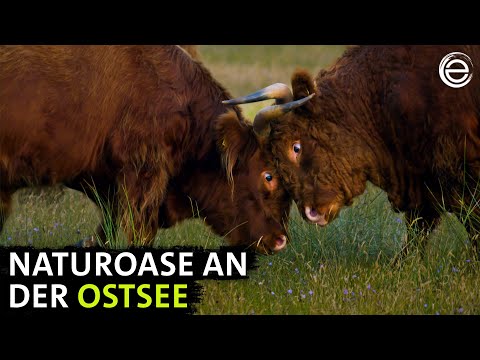 Die Lübecker Bucht ‒ Überraschend wild | Erlebnis Erde