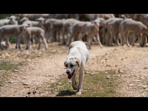 Protectors in the Pasture: Livestock Guardian Dogs