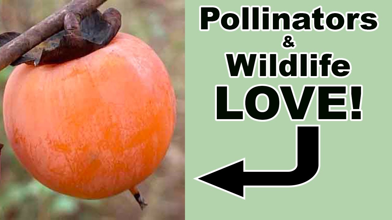 Everything You Need to Know About American Persimmon!