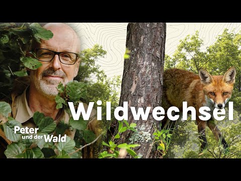 Peter Wohlleben: Wald-Wissen im Wildwechsel-Fokus