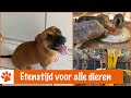 Ontbijt voor alle dieren klaarmaken | DierenpraatTV