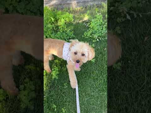 経営学科 クンクン草の匂いを嗅ぐトイプードル10ヶ月 #toypoodle #puppy #トイプードル