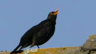 Idas Sommerlied Juni 2016