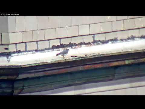 April 11 2020 Astrid eats a snack on HU 1122AM