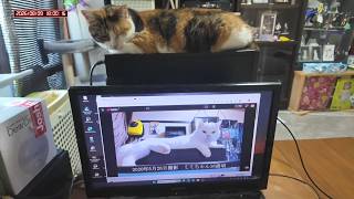 三毛猫フミちゃん　 LIVE配信　2026年8月9日　calico cat　(LIVE stream)