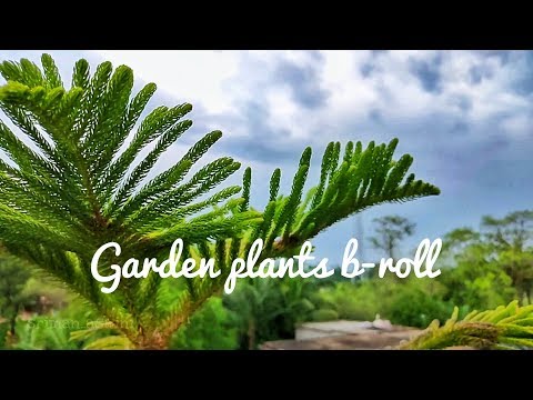 Garden plants b-roll | shoot on realme xt | #srimanaswini