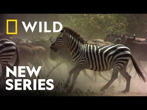 Seen on Safari (Trailer)