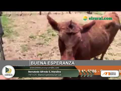14-11-25 - Remate de Alfredo S. Mondino en Buena Esperanza, San Luis