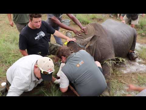 Help us save Thembi the poached White rhino