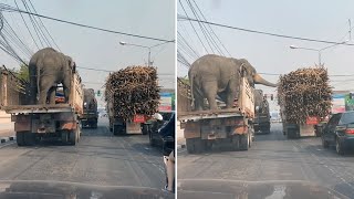 Elephants Steal Snacks From Truck Next To Them