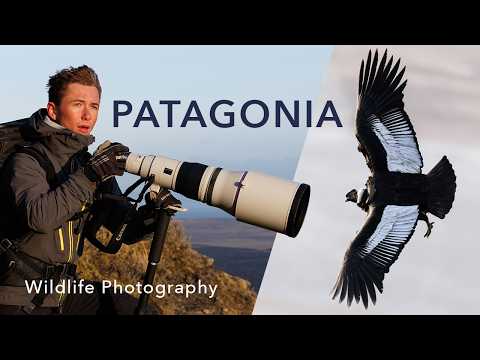 Wildlife Photography in PATAGONIA