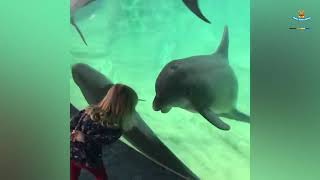 MINHA RISADA ANIMAL - VIDEO DE ANIMAIS ENGRAÇADOS #073