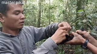 Download lagu Attract cililin birds in the sumatra forest mp3
