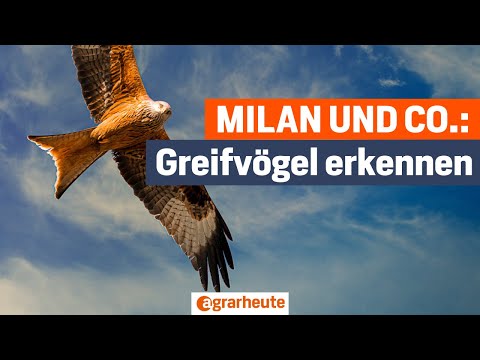 Milan, Bussard oder Habicht? So erkennen Sie heimische Greifvögel